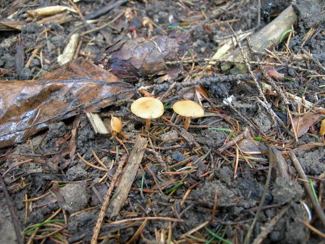 Galerina spec. Cod.: DSCN 9473